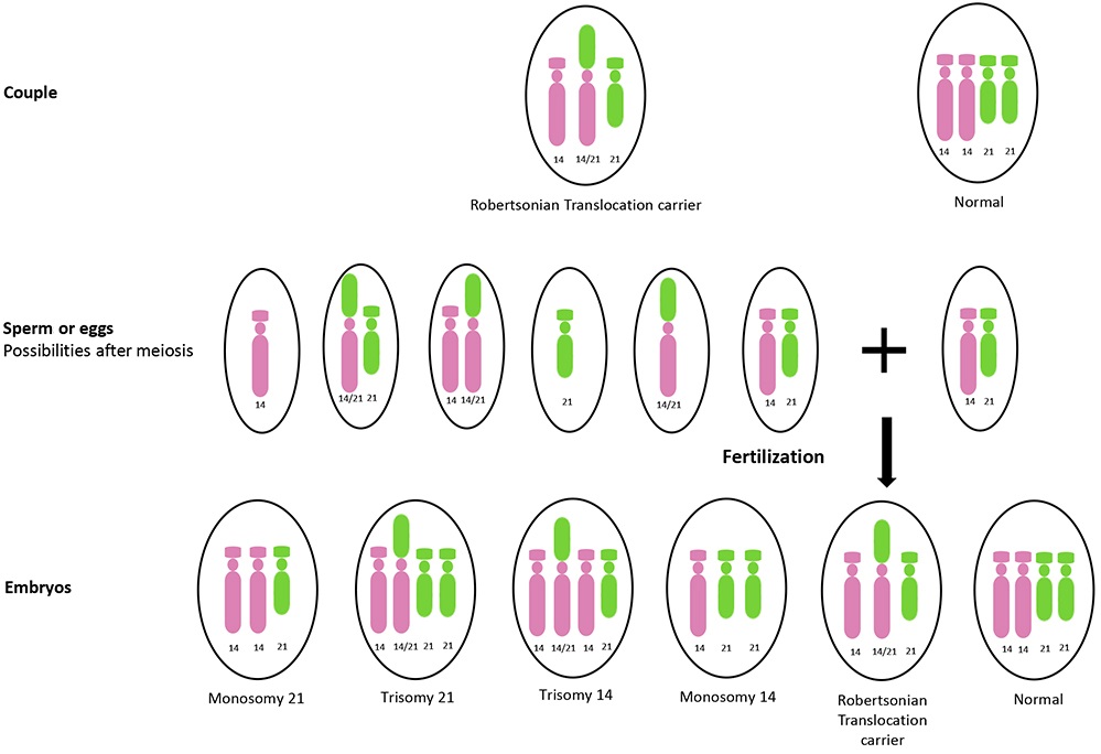Preimplantation Testing for Chromosomal Structural